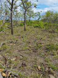 Flat grassy development land with scattered trees along David-Boquete highway in Chiriquí Panama