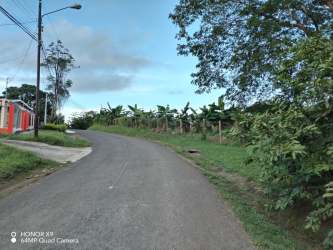 Suburban paved road with banana plants and houses in Las Palmitas Los Santos