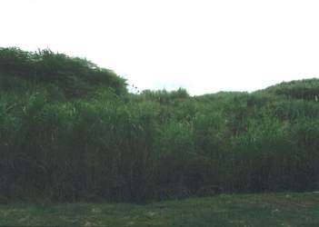 Overgrown vegetation covering parts of 65,000sqm commercial plot along Transistmica Road Cativá Panama