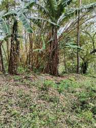 Wooded hillside with undergrowth natural terrain land for sale near Sorá Panama