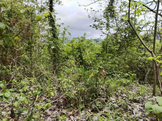 Cleared ground with trees wooded land mountain view property for sale Panama