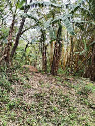 Thick tropical vegetation landscape mountain terrain buy land Sorá Panama