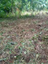 Dense forest landscape lush greenery land mountain view Buenos Aires Sorá Panama