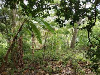 Natural tropical forest banana trees hillside land for sale near Altos del María Panama