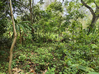 Dense forested parcel lush vegetation mountain land for sale Sorá Panama
