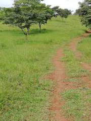 Farm Land for Sale in Soná - 0 bedrooms