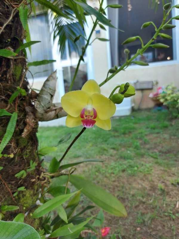 Spacious living room with tile floors, access to private garden terrace at PH Altamira Gardens Ancon Panama