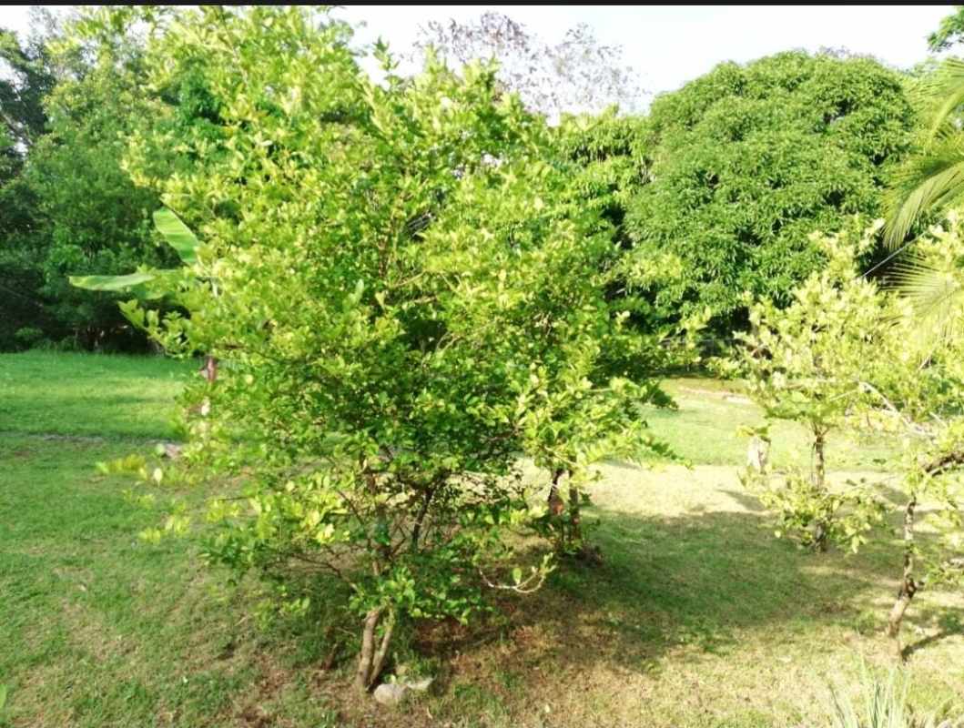 Lush garden with fruit trees and lawn outside Casa 725 Clayton Panama