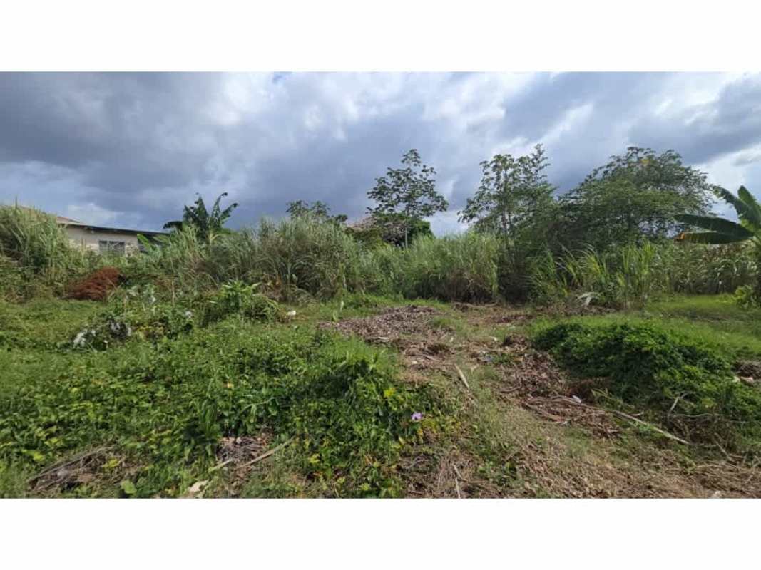 Vacant lot with vegetation, banana trees and paved street in Villa Zaita Panama