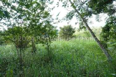 Lush green outdoor terrain with grass and trees in natural countryside Panama