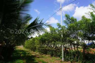 Grassy tropical land area with utility pole and power lines La Chorrera