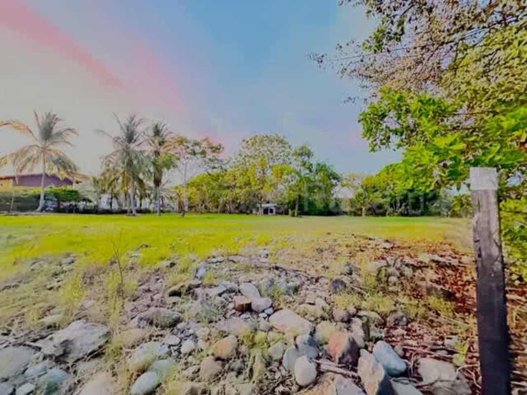 Grassy open yard with palm trees and tropical vegetation at Las Lajas Panama beachfront lot