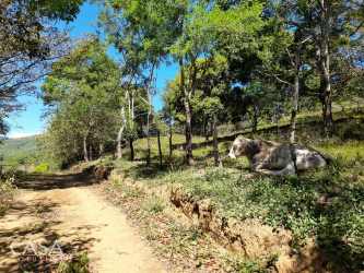Natural open land with scattered trees in La Estrella Boquete
