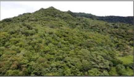 Panoramic aerial showcasing mixed forest and hillside terrain, ideal for development in Sorá Panama