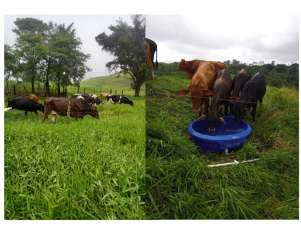 Vegetable growing plots and farm building on fertile agricultural land Volcán Panama