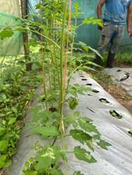 Agricultural cattle pens and barns farm infrastructure in Volcán Chiriquí Panama