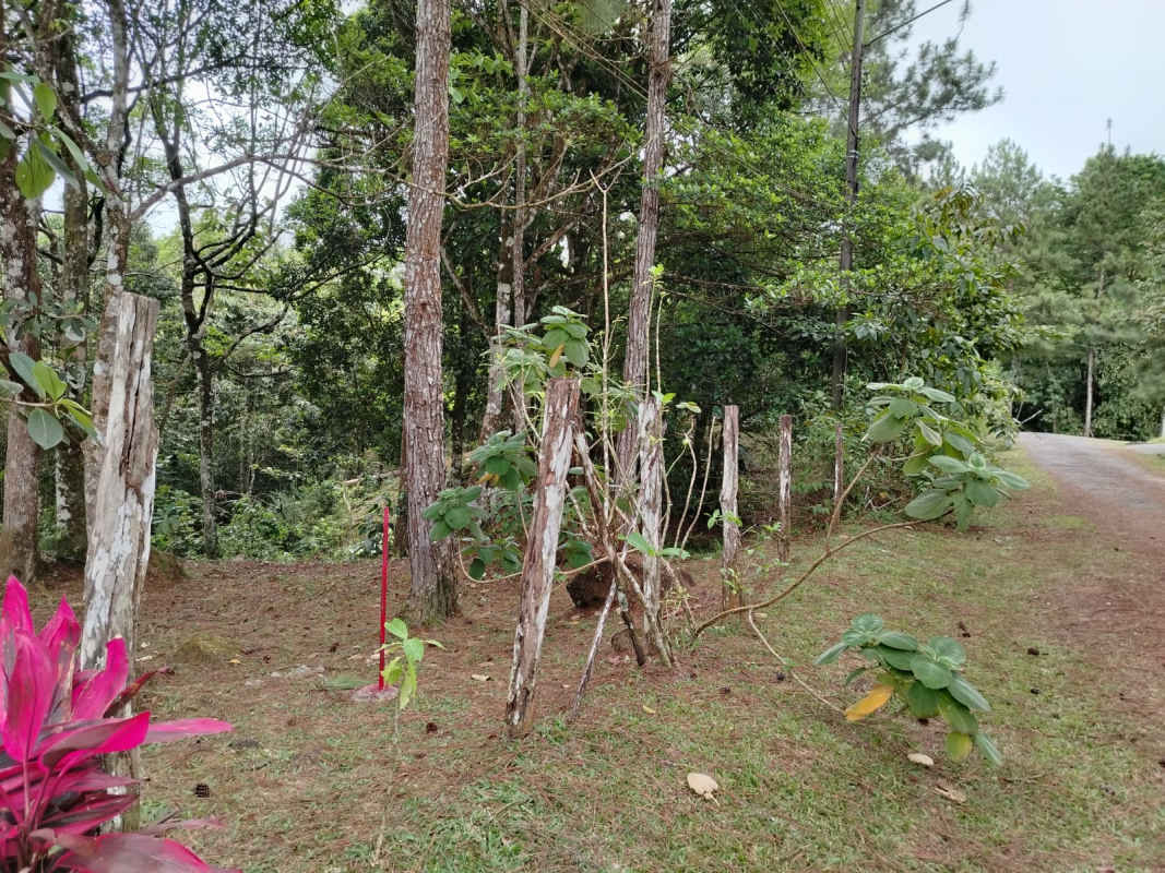 Dense wooded land parcel with mature trees and lush vegetation in Cerro Azul Panama