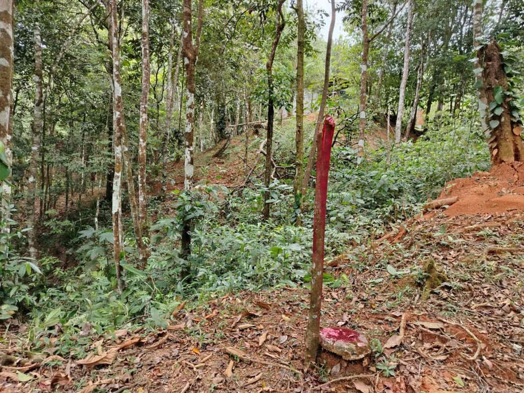 Forest parcel with natural vegetation and boundary marker in Cerro Azul Panama