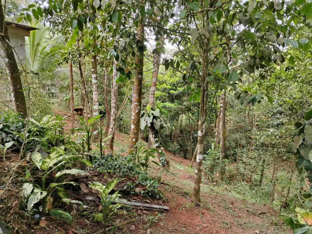 Forest land with dense vegetation on sloped terrain in Cerro Azul Panama