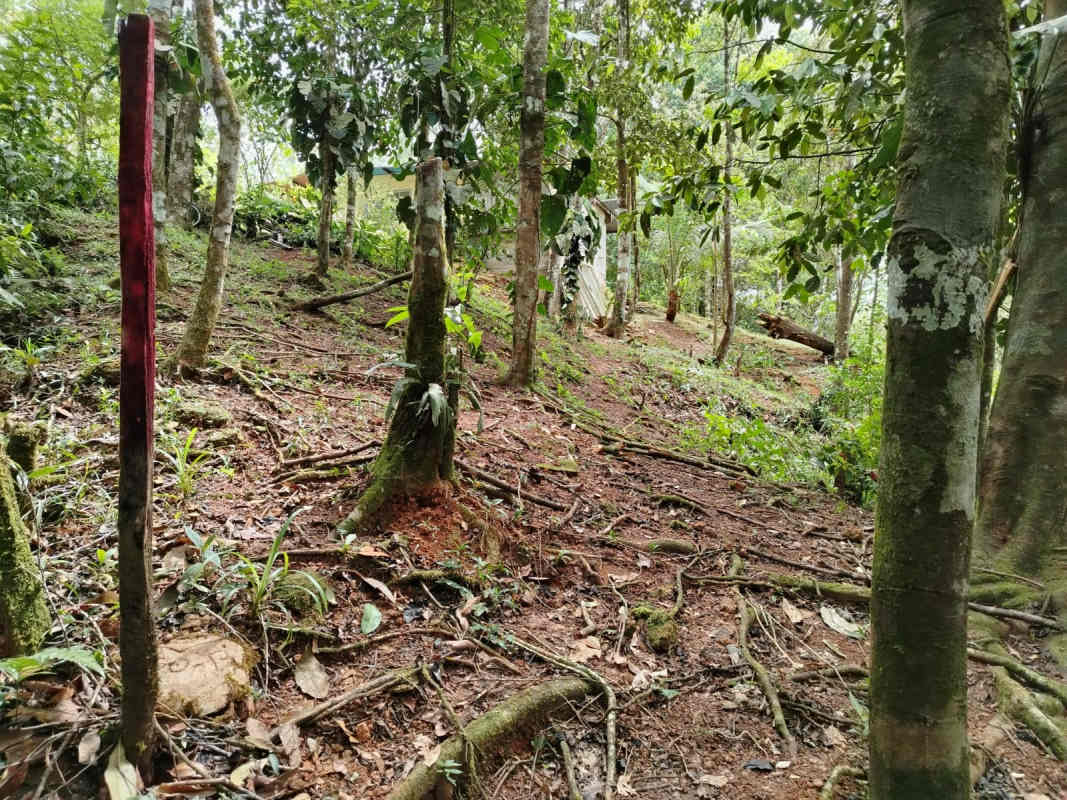 Forest slope with red boundary marker surrounded by trees in Cerro Azul Panama