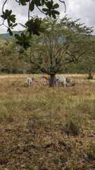 Land for Sale in Los Cerritos - 0 bedrooms