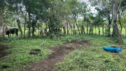Scenic countryside land with lush grass and scattered trees in Guaca Panama