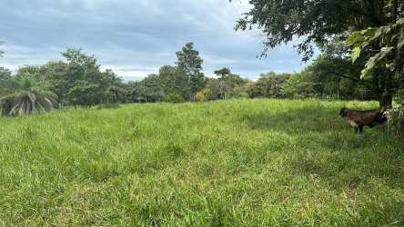 Expansive green open pastureland with cows and trees Guaca Chiriquí Panama