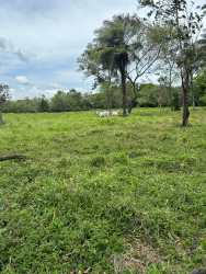 Natural grazing zone with dense trees, cows, and rustic feeder Guaca Dolega Panama