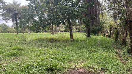 Flat pasture area with scattered trees ideal for cattle Guaca Panama