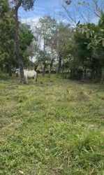 Large open flat green field with cows and mountain backdrop Guaca Panama