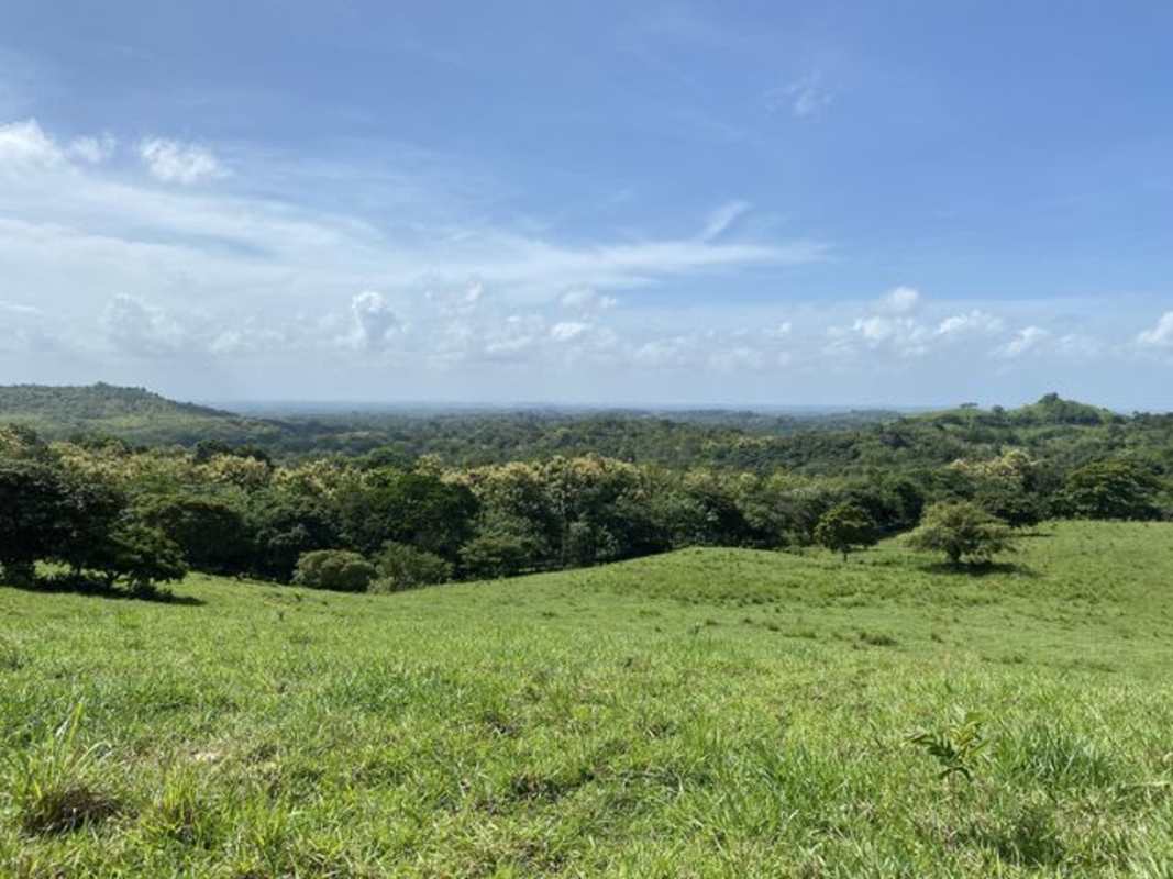 Clear creek flowing through green wooded area at Panama countryside farm