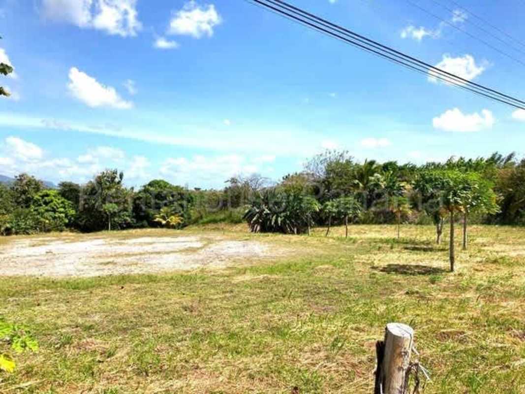 Flat vacant land with young trees and mountain backdrop in Las Lajas Panama