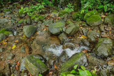 Natural water creek with tropical vegetation in rural development land Las Lajas Tolé Panama