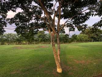 Lush lawn and mature tree perfect countryside setting in Hacienda Santa Domenica La Chorrera Panama