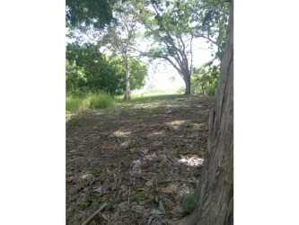 Wide clearings with mature tropical trees suitable for development on beachfront Piedras Gordas Panama