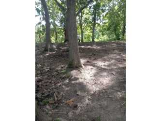 Shaded natural woodland with mature trees on beachfront property Piedras Gordas Panama