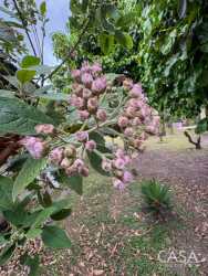 Small covered entrance porch and surrounding garden Nueva California Volcán Panama