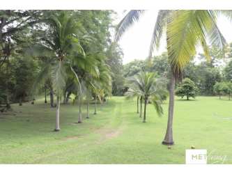 Lush green palm tree garden with expansive lawn at Las Guias estate Coclé Panama