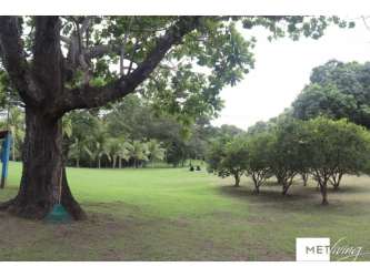 Natural tropical lawn with large trees overlooking beach at Las Guias estate Panama