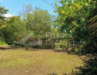 Open land clearing surrounded by dense green vegetation with blue sky in Nuevo Chagres