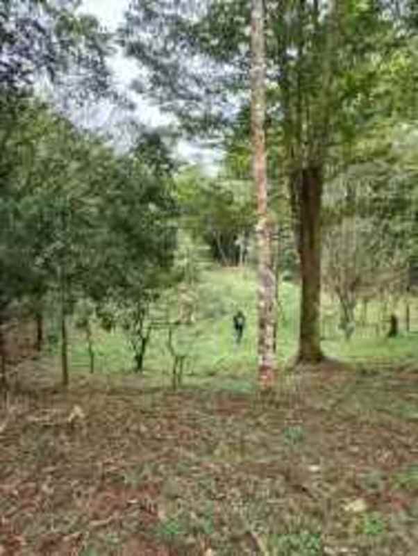 Wooded lot with mature trees and grassy clearing in gated Cerro Azul community Panama
