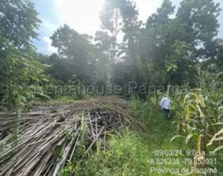 Dense planted trees along side of large La Chorrera land ideal for multi-purpose development