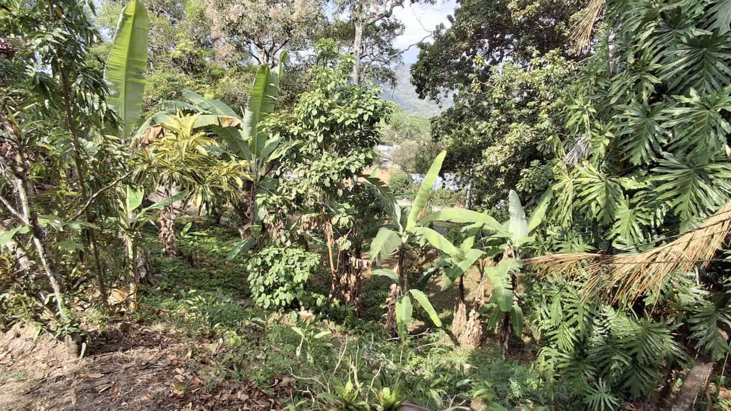 Thick tropical garden with banana and coconut palms on lush Panama property Las Cumbres