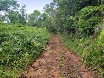 Land for Sale Buena Vista Colón Mountain/Lake Views in Buena - View 6