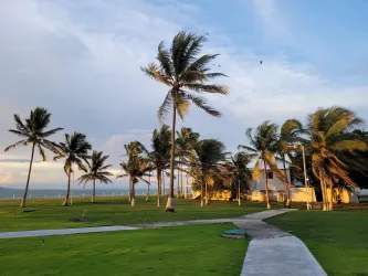 Palm tree landscaping and grassy beachfront access at Club Bahia oceanfront studios