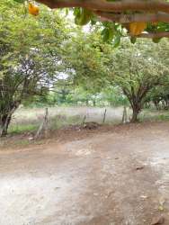Dirt rural road surrounded by trees next to the finca in Las Tablas Abajo Panama