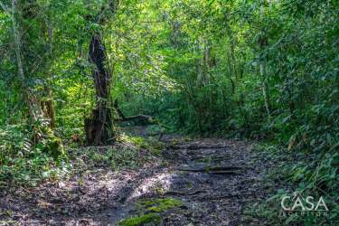 Thick green forest with mature trees on 1-hectare Volcán land for eco-development