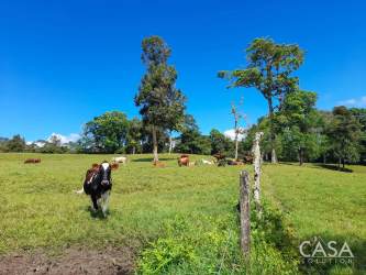 Expansive cleared pasture with scattered trees overlooking Volcán Barú Chiriquí Panama
