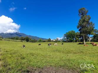 Rich farmland with cows grazing and mountain views in Potrerillos Arriba Chiriquí