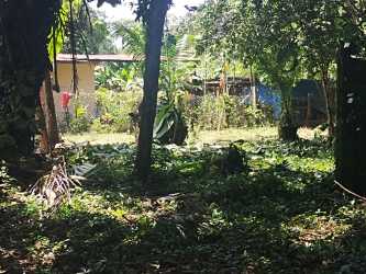 Open grassy land with mature trees perfect for vacation property near Playa Las Lajas